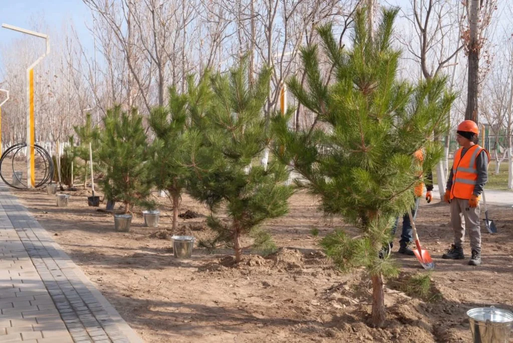 Ардагерлер «Таза Қазақстан» бағдарламасы аясындағы тал егу рәсіміне қатысты