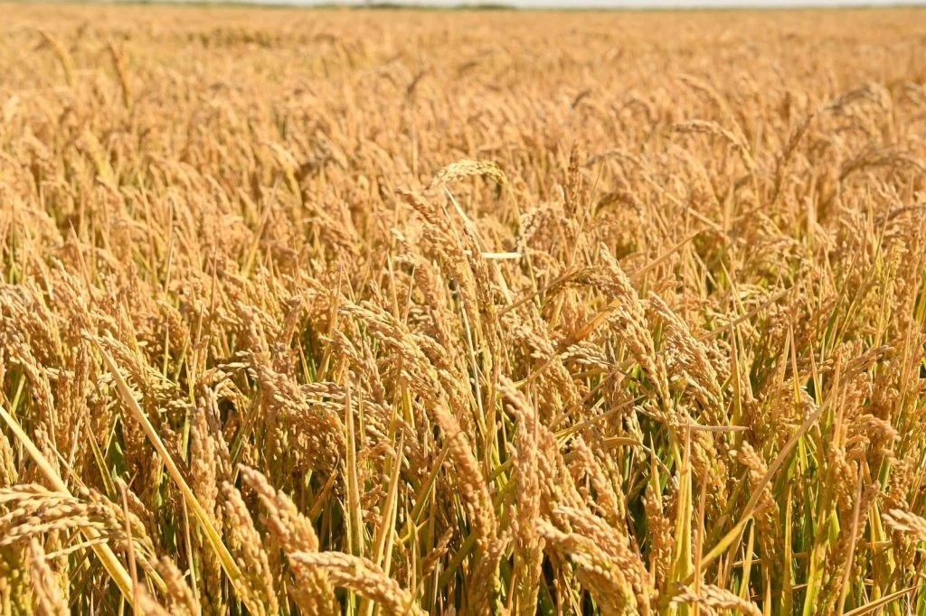 Сыр өңіріндегі егіс алқаптары әртараптандырылуда