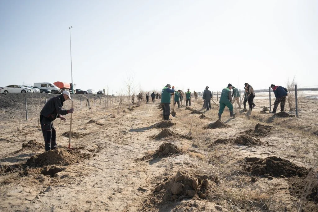 Қызылордада «Таза Қазақстан» акциясы аясында мыңдаған ағаш көшеттері отырғызылды