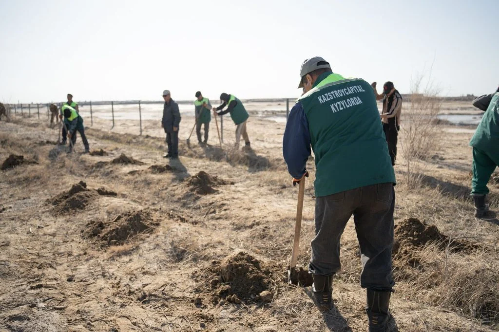 Қызылордада «Таза Қазақстан» акциясы аясында мыңдаған ағаш көшеттері отырғызылды