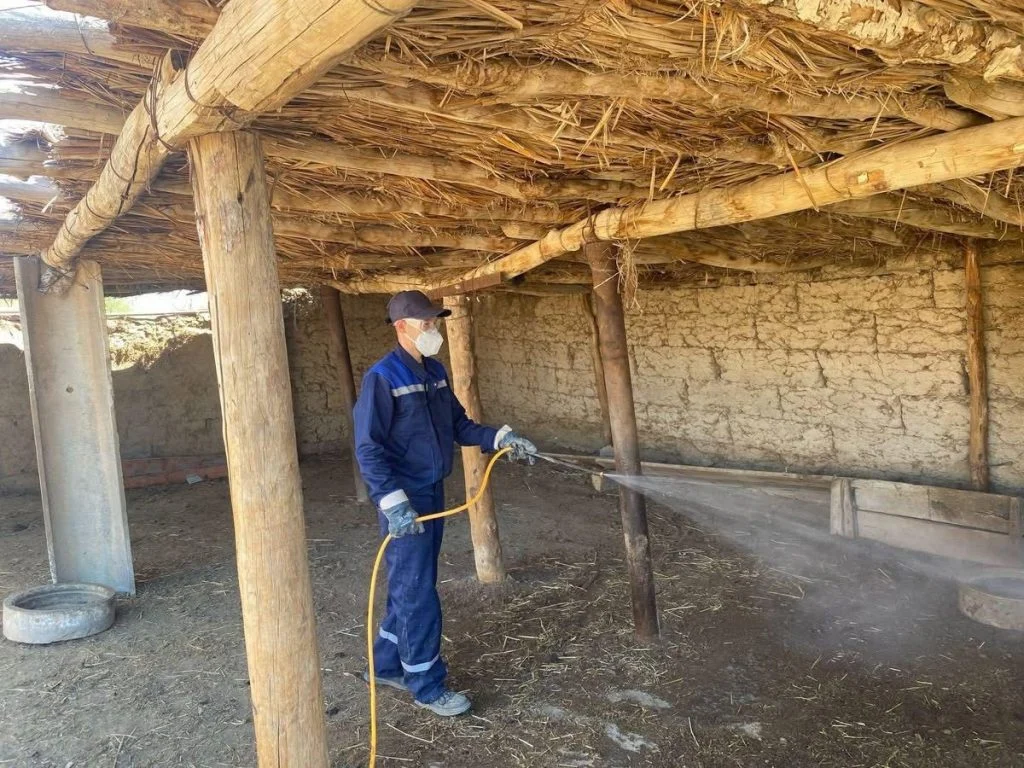 Кенеге қарсы залалсыздандыру алдындағы тазарту жұмыстарының маңызын білесіз бе?