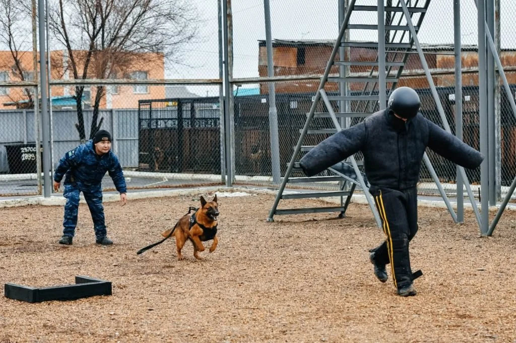 Қоғамдық қауіпсіздік: Қызметтік иттер — сенімді көмекші