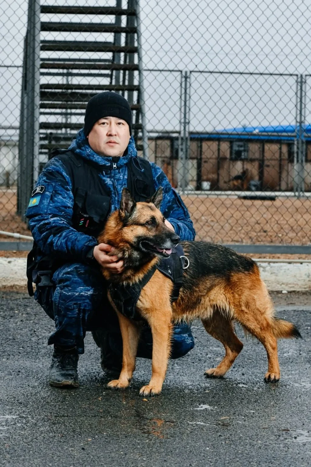 Қоғамдық қауіпсіздік: Қызметтік иттер — сенімді көмекші