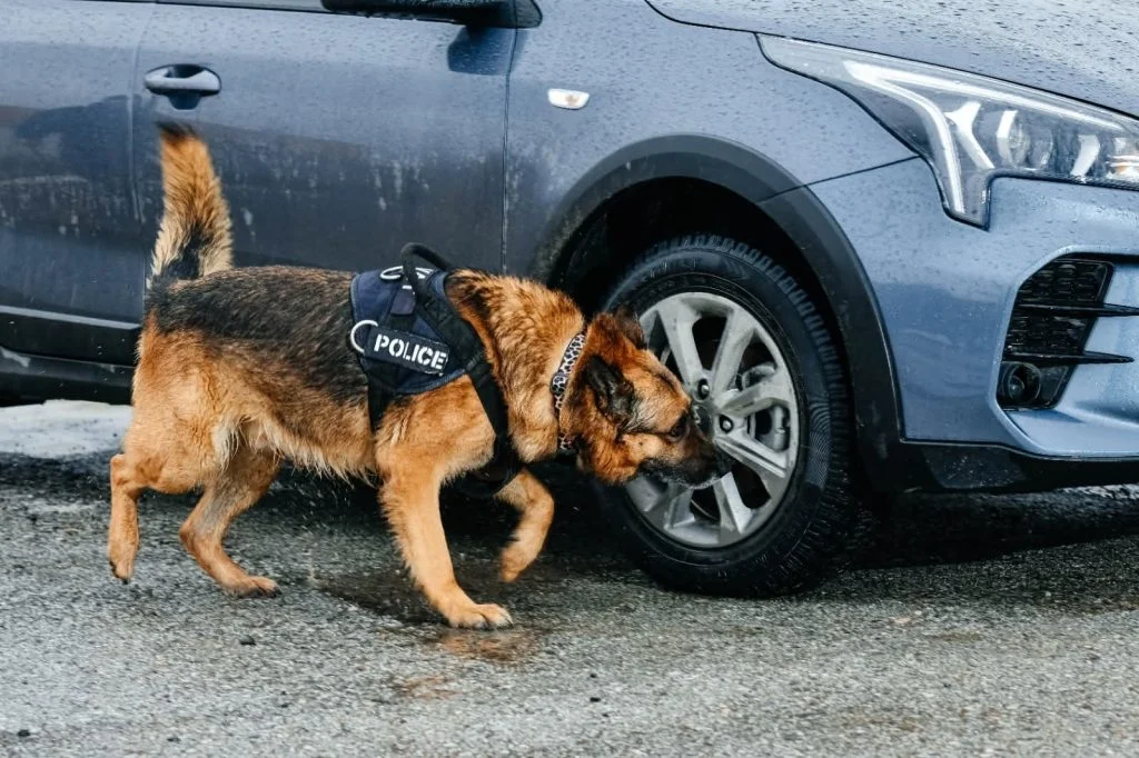 Қоғамдық қауіпсіздік: Қызметтік иттер — сенімді көмекші