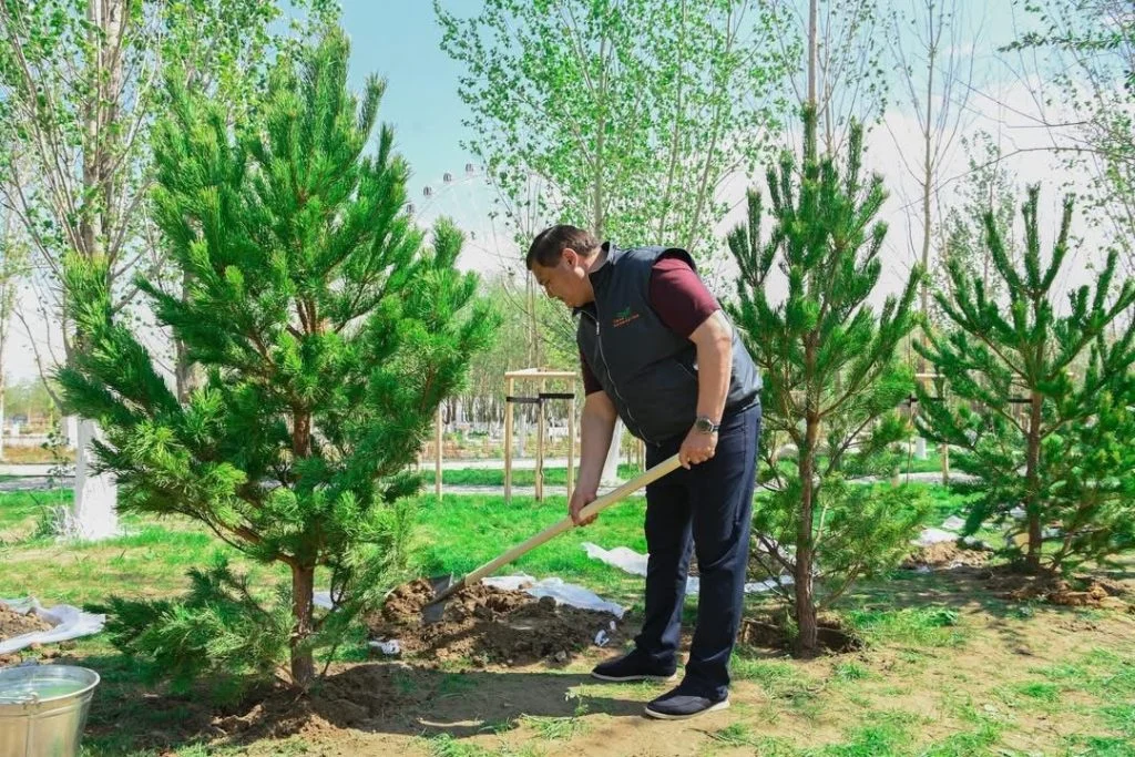 «Таза Қазақстан»: Қызылорда облысында 12 000 тал егілді