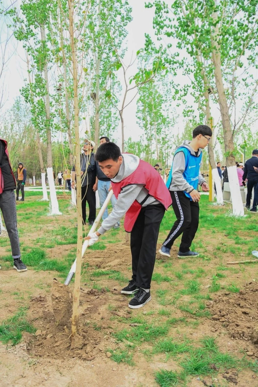«Таза Қазақстан»: Қызылорда облысында 12 000 тал егілді