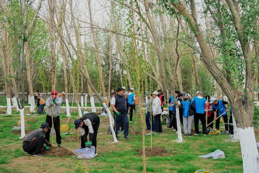 «Таза Қазақстан»: Қызылорда облысында 12 000 тал егілді