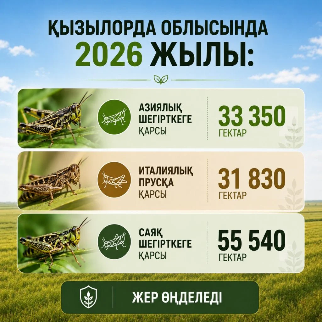 Табиғатпен тайталас: климат өзгерісі шегірткелері көбейтуде