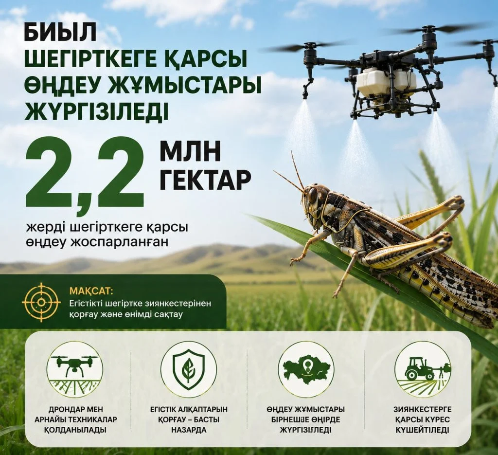 Табиғатпен тайталас: климат өзгерісі шегірткелері көбейтуде
